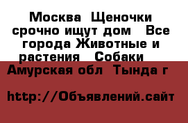 Москва! Щеночки срочно ищут дом - Все города Животные и растения » Собаки   . Амурская обл.,Тында г.